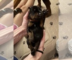 Puppy Brown Collar Doberman Pinscher