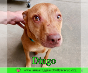 Dingo - Male American Pit Bull Terrier-Unknown Mix Dog for Adoption - Photo #6