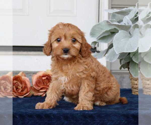 Medium Photo #3 Cavapoo Puppy For Sale in NARVON, PA, USA