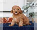 Small Photo #3 Cavapoo Puppy For Sale in NARVON, PA, USA