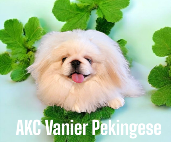 Medium Photo #1 Pekingese Puppy For Sale in ARGYLE, TX, USA