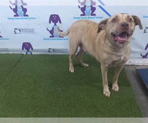 Labrador Retriever-Unknown Mix Dogs for adoption in Orlando, FL, USA