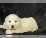 Small #2 Great Pyrenees
