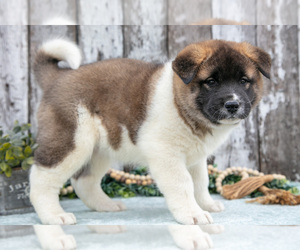 Medium Akita