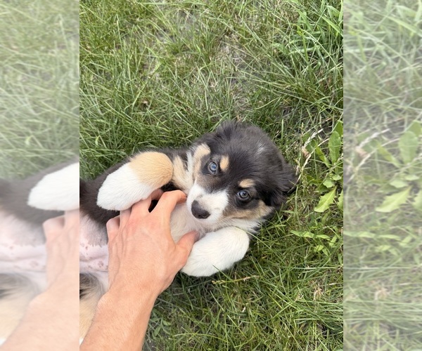 Medium Photo #18 Australian Shepherd Puppy For Sale in CHESTERFIELD TOWNSHIP, MI, USA