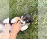 Small #17 Australian Shepherd