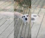 Small #2 Labrador Retriever Mix
