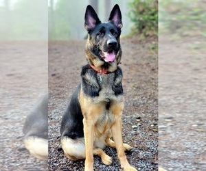 Mother of the German Shepherd Dog puppies born on 02/08/2025