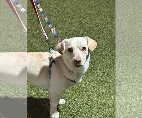 Medium Photo #10 Dachsador Puppy For Sale in Bellevue, WA, USA