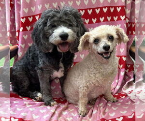 Poodle (Miniature) Dogs for adoption in Pacolet, SC, USA