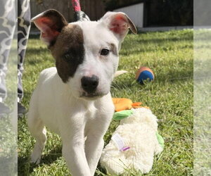 Mutt Dogs for adoption in Yardley, PA, USA