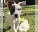 Small Mutt