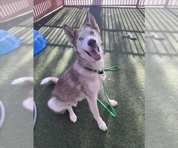 Medium Photo #1 Siberian Husky-Unknown Mix Puppy For Sale in Las Vegas, NV, USA