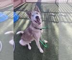 Small Siberian Husky Mix