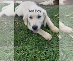 Small Photo #16 Golden Retriever Puppy For Sale in BOILING SPGS, SC, USA