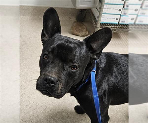 Medium Photo #1 French Bulldog-Unknown Mix Puppy For Sale in Bakersfield, CA, USA