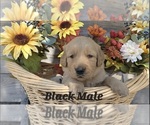 Puppy Black Paw Male Golden Retriever