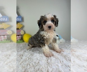 Miniature Bernedoodle Puppy for sale in GREENFIELD, IN, USA