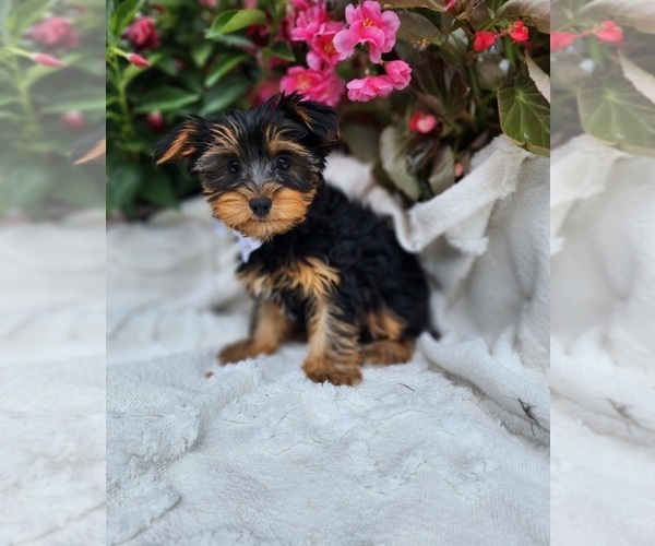 Medium Photo #3 Yorkshire Terrier Puppy For Sale in INDIANAPOLIS, IN, USA