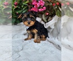 Small #2 Yorkshire Terrier