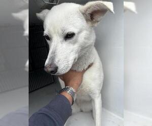 Siberian Husky-Unknown Mix Dogs for adoption in Houston, TX, USA