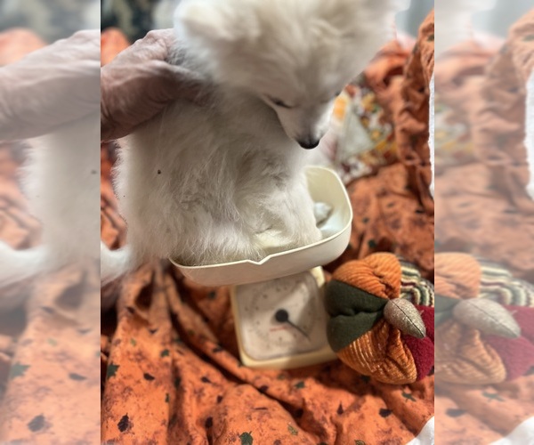 Medium Photo #2 Pomsky Puppy For Sale in GOLDEN VALLEY, AZ, USA