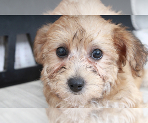 Yo-Chon Puppy for sale in MARIETTA, GA, USA