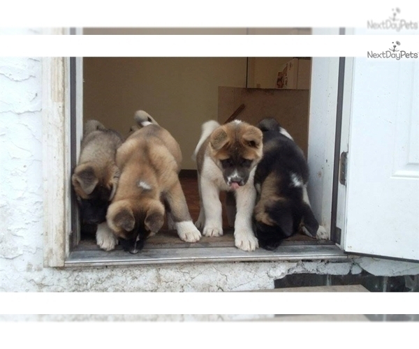 Medium Photo #20 Akita Puppy For Sale in LENA, WI, USA