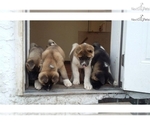 Small Photo #20 Akita Puppy For Sale in LENA, WI, USA