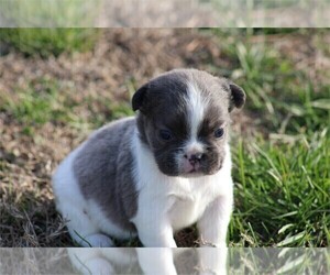 Medium French Bulldog