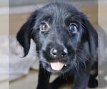 Small Labrador Retriever Mix