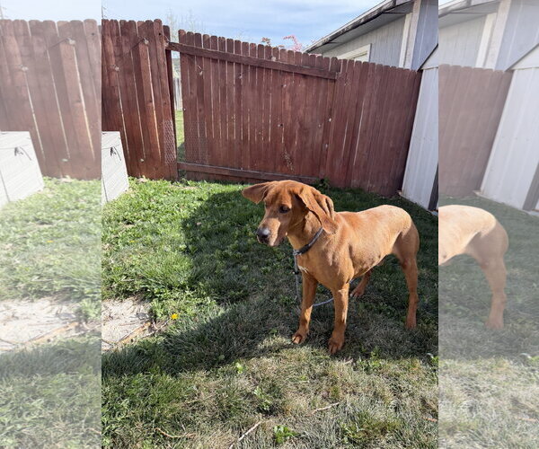 Medium Photo #10 Mutt Puppy For Sale in Sandy, UT, USA