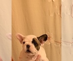 Small Photo #4 French Bulldog Puppy For Sale in STATEN ISLAND, NY, USA