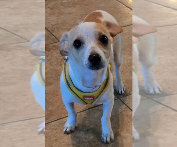 Medium Photo #2 Chihuahua-Unknown Mix Puppy For Sale in San Antonio, TX, USA