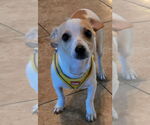 Small #1 Chihuahua Mix