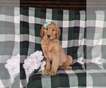 Small Photo #1 Golden Retriever Puppy For Sale in KIRKWOOD, PA, USA