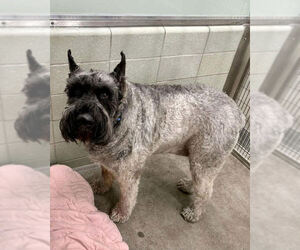 - Mix Dogs for adoption in Petaluma, CA, USA