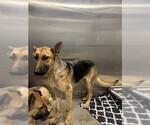 Small German Shepherd Dog