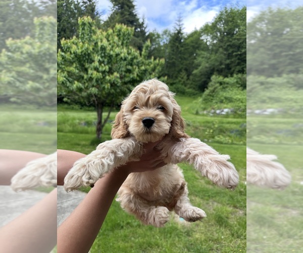 Medium Photo #17 Cockapoo (Miniature) Puppy For Sale in BUCKLEY, WA, USA