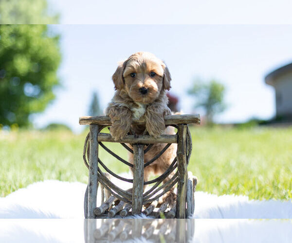 Medium Photo #1 ShihPoo Puppy For Sale in WARSAW, IN, USA
