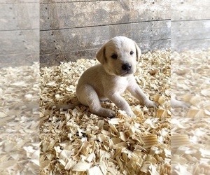 Medium Labrador Retriever