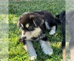 Small Photo #20 German Shepherd Dog-Siberian Husky Mix Puppy For Sale in JURUPA VALLEY, CA, USA