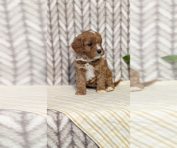 Medium Photo #42 Cavapoo (Miniature) Puppy For Sale in GOSHEN, IN, USA