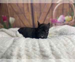 French Bulldog Puppy for sale in MERIDEN, CT, USA