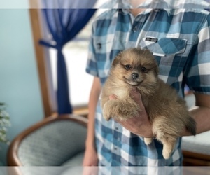 Pomeranian Puppy for sale in LA VALLE, WI, USA