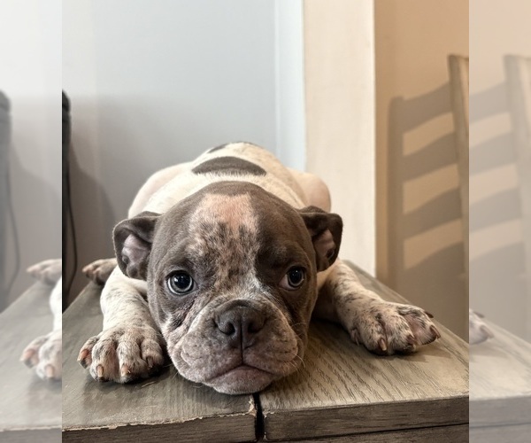 Medium Photo #2 American Bully Puppy For Sale in PAWTUCKET, RI, USA