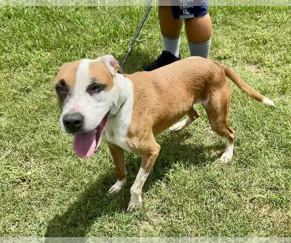 Medium Photo #2 Mutt Puppy For Sale in Abbeville, LA, USA
