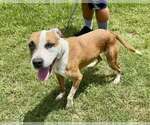 Small #1 Mutt