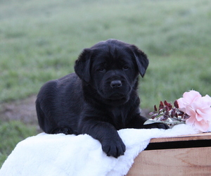 Labrador Retriever Litter for sale in HYDE PARK, VT, USA
