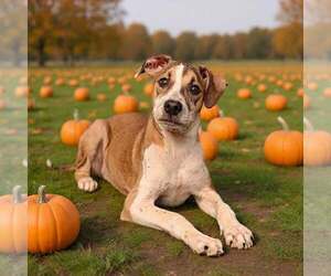 Fritz 26/739 - Male Mutt Dog for Adoption